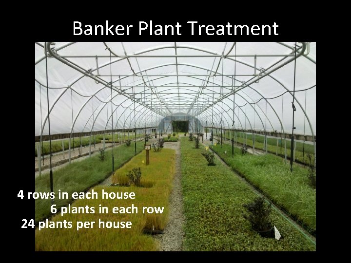 Banker Plant Treatment 4 rows in each house 6 plants in each row 24