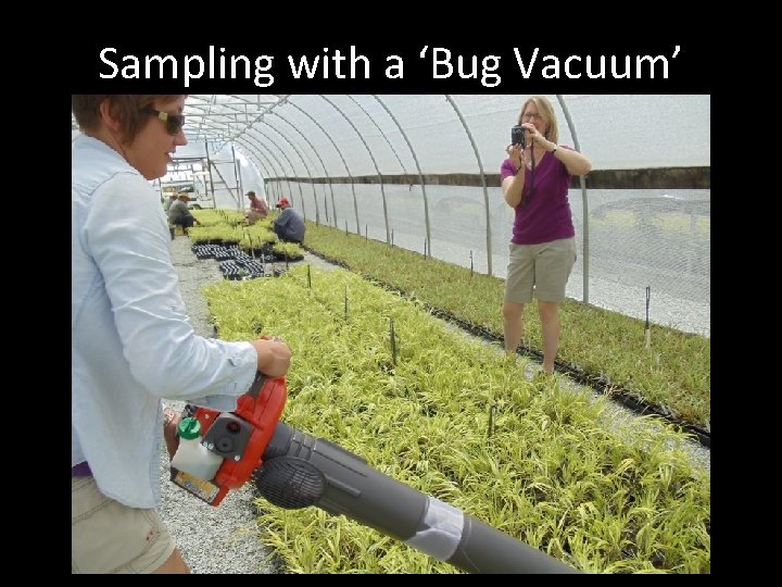 Sampling with a ‘Bug Vacuum’ 