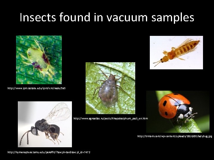 Insects found in vacuum samples http: //www. ipm. iastate. edu/ipm/icm/node/595 http: //www. agroatlas. ru/pests/Rhopalosiphum_padi_en.