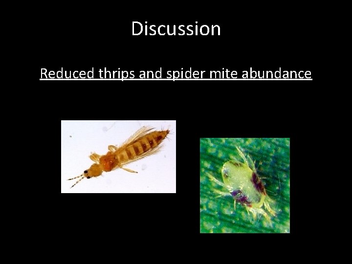 Discussion Reduced thrips and spider mite abundance 