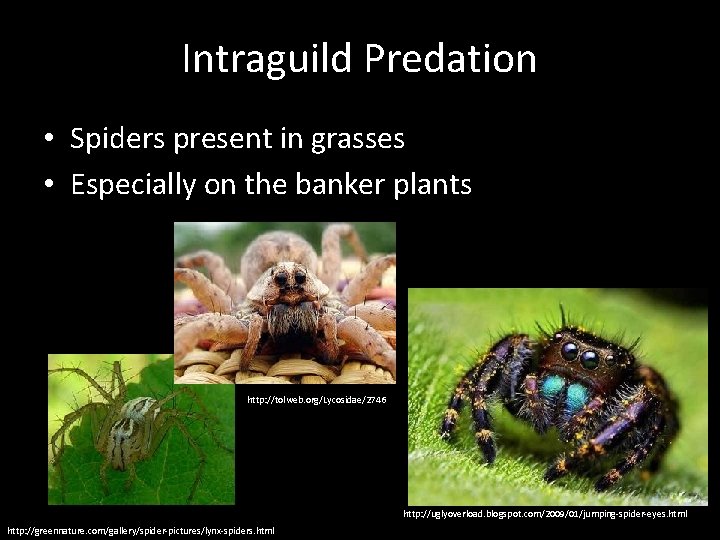 Intraguild Predation • Spiders present in grasses • Especially on the banker plants http: