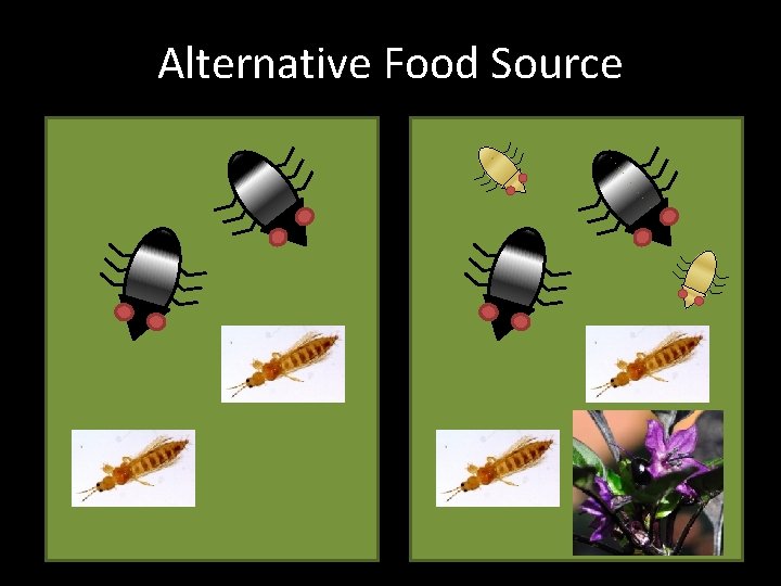 Alternative Food Source 