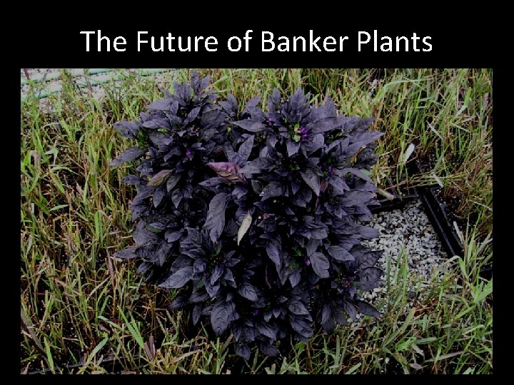 The Future of Banker Plants 