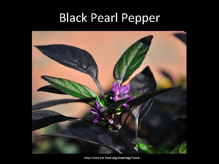 Black Pearl Pepper http: //www. eric. 5596. org/photoblog/? cat=8 