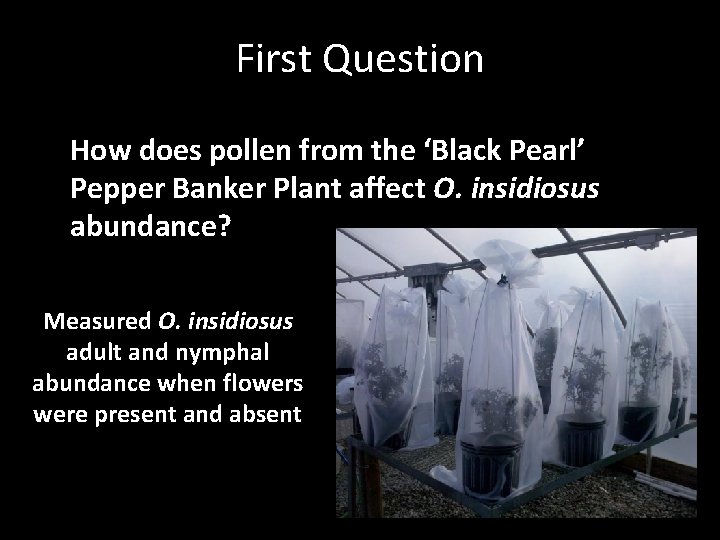 First Question How does pollen from the ‘Black Pearl’ Pepper Banker Plant affect O.