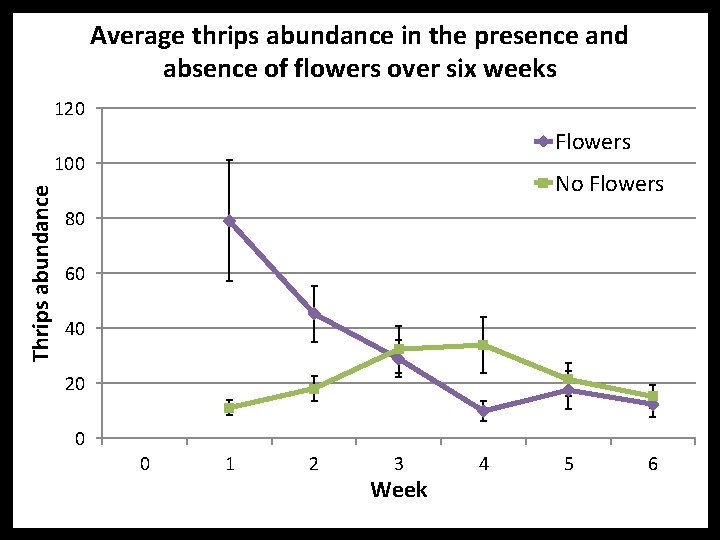 Average thrips abundance in the presence and absence of flowers over six weeks 120