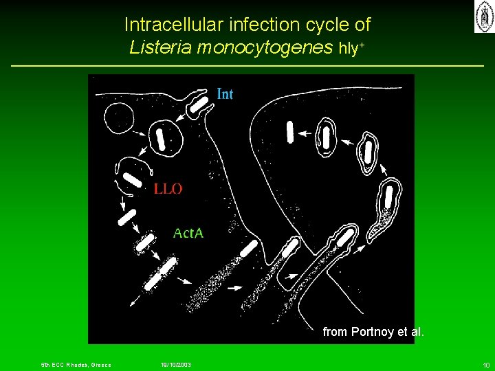 Intracellular infection cycle of Listeria monocytogenes hly+ from Portnoy et al. 5 th ECC