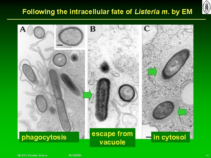 Following the intracellular fate of Listeria m. by EM escape from vacuole phagocytosis 5