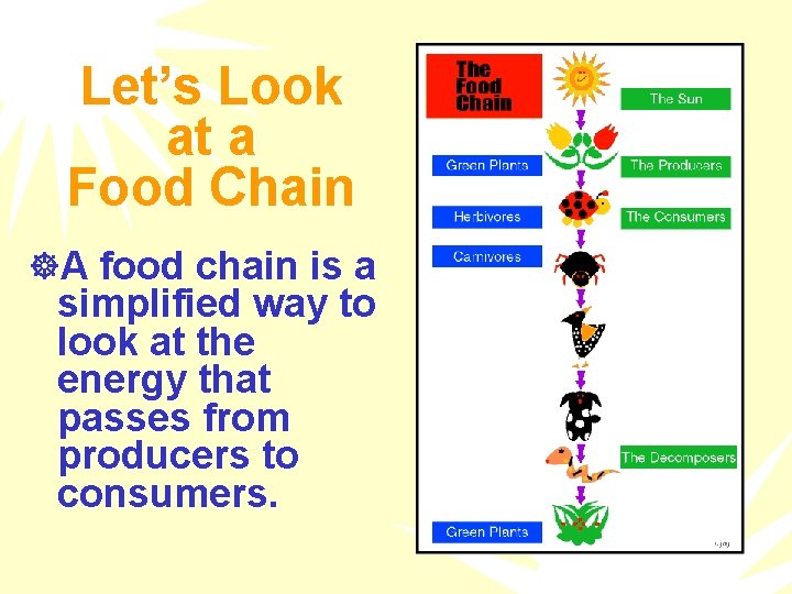 Let’s Look at a Food Chain ]A food chain is a simplified way to