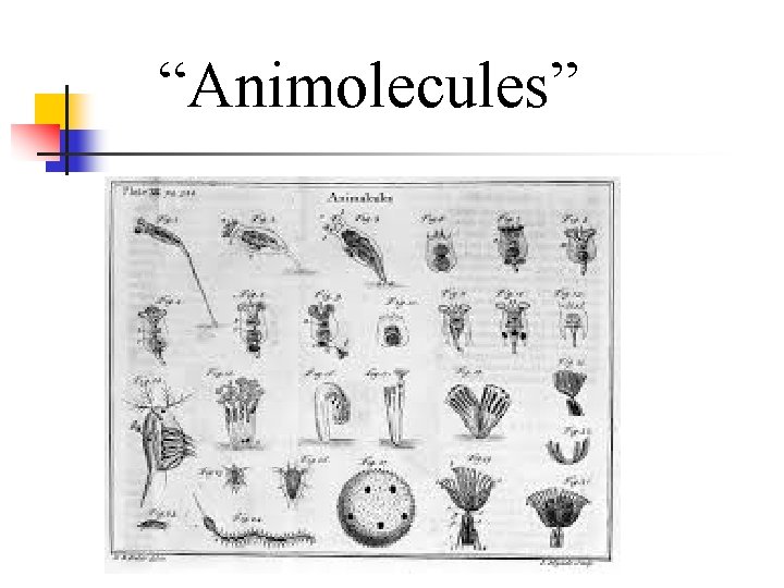 “Animolecules” 