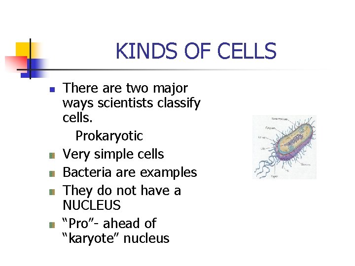 KINDS OF CELLS n There are two major ways scientists classify cells. Prokaryotic Very