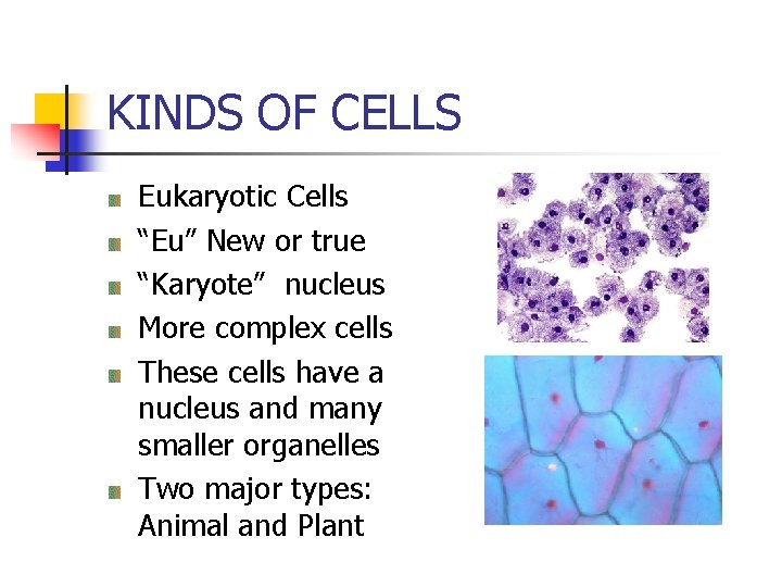 KINDS OF CELLS Eukaryotic Cells “Eu” New or true “Karyote” nucleus More complex cells