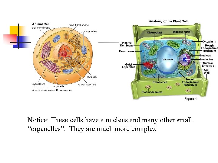 Notice: These cells have a nucleus and many other small “organelles”. They are much