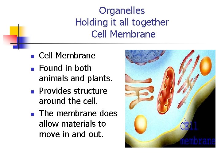 Organelles Holding it all together Cell Membrane n n Cell Membrane Found in both