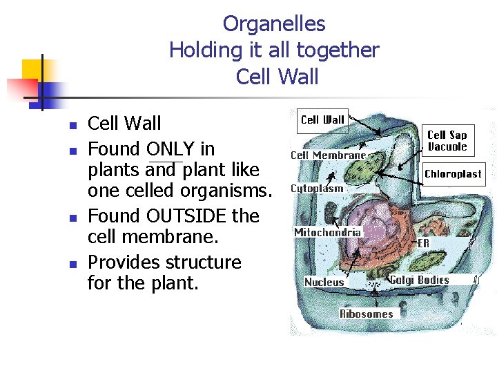 Organelles Holding it all together Cell Wall n n Cell Wall Found ONLY in