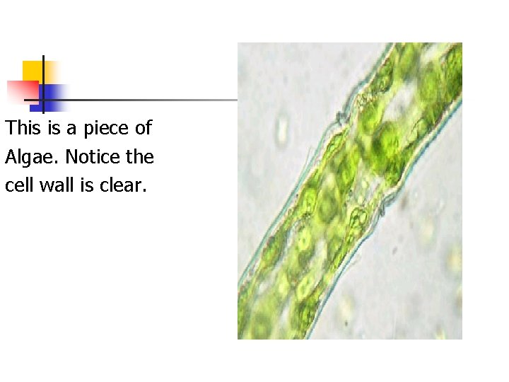 This is a piece of Algae. Notice the cell wall is clear. 