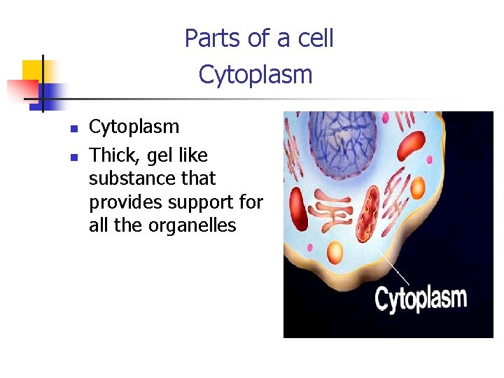Parts of a cell Cytoplasm n n Cytoplasm Thick, gel like substance that provides