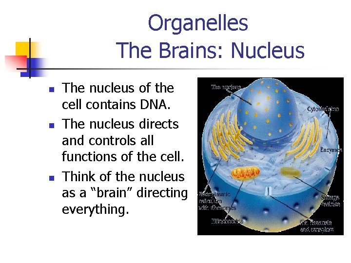 Organelles The Brains: Nucleus n n n The nucleus of the cell contains DNA.