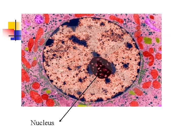 Nucleus 