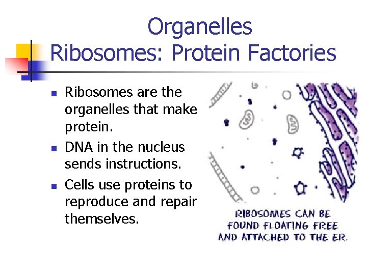 Organelles Ribosomes: Protein Factories n n n Ribosomes are the organelles that make protein.