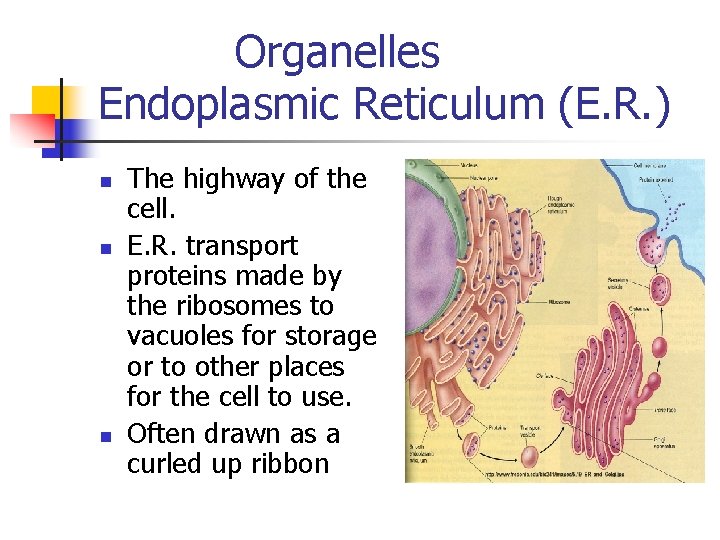 Organelles Endoplasmic Reticulum (E. R. ) n n n The highway of the cell.