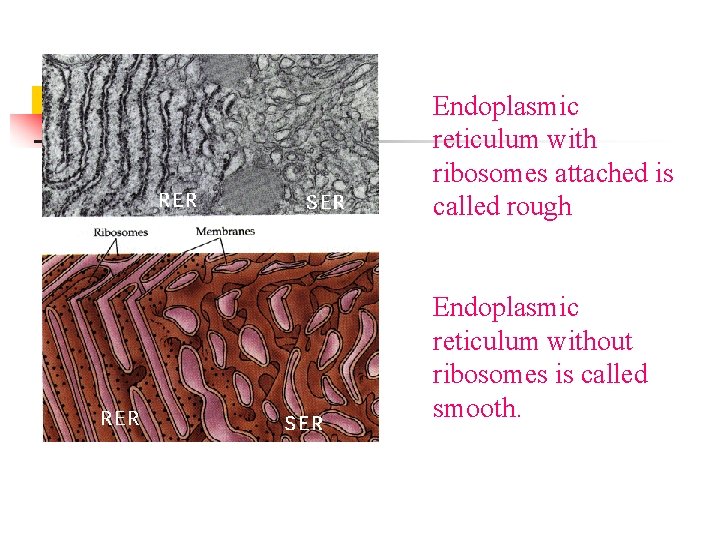 Endoplasmic reticulum with ribosomes attached is called rough Endoplasmic reticulum without ribosomes is called