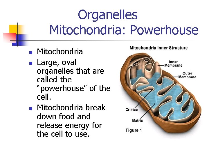 Organelles Mitochondria: Powerhouse n n n Mitochondria Large, oval organelles that are called the