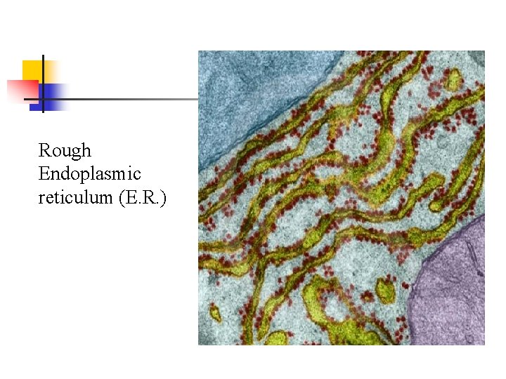 Rough Endoplasmic reticulum (E. R. ) 