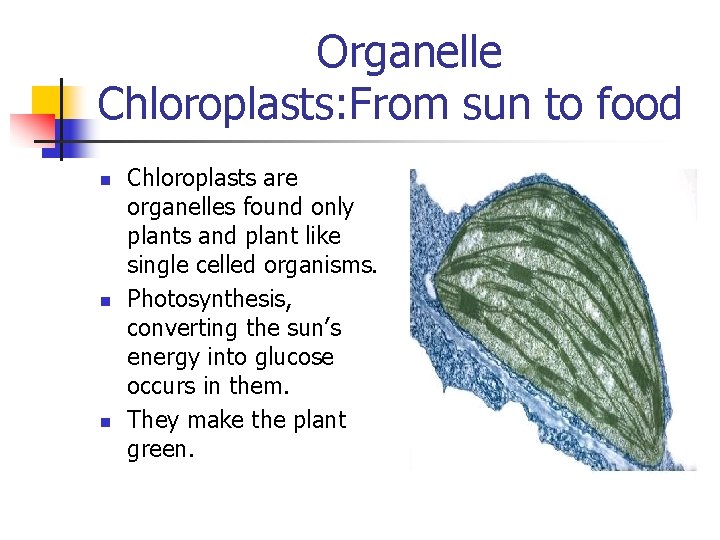 Organelle Chloroplasts: From sun to food n n n Chloroplasts are organelles found only