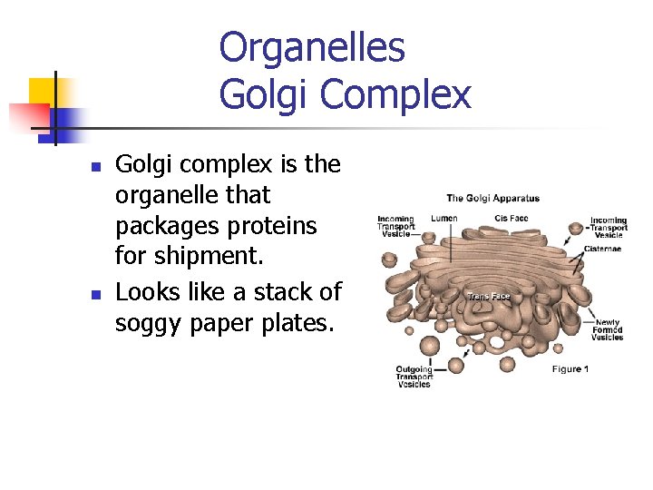 Organelles Golgi Complex n n Golgi complex is the organelle that packages proteins for