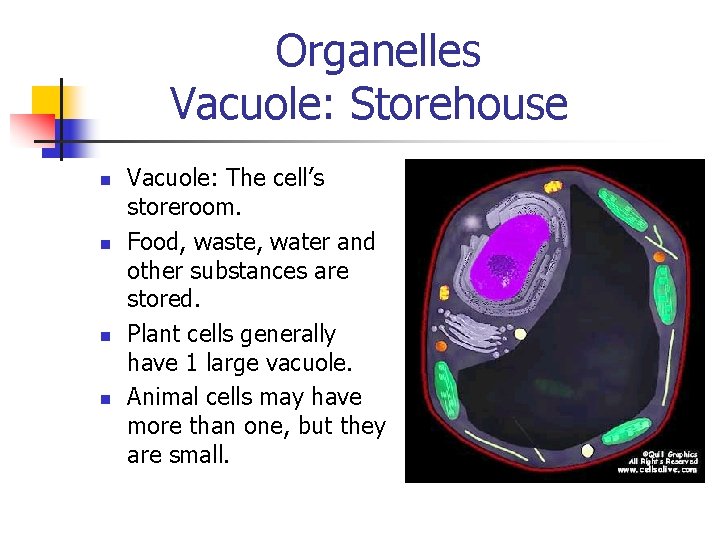 Organelles Vacuole: Storehouse n n Vacuole: The cell’s storeroom. Food, waste, water and other