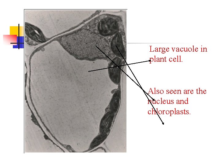 Large vacuole in plant cell. Also seen are the nucleus and chloroplasts. 