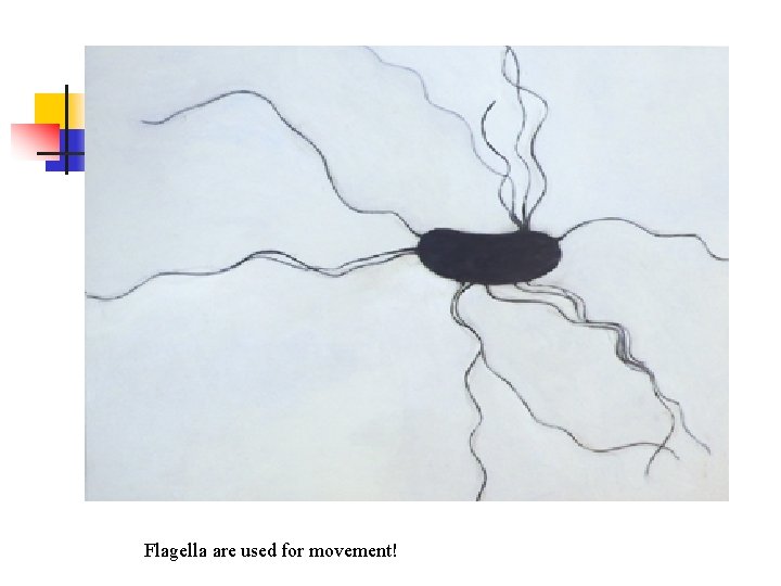 Flagella are used for movement! 