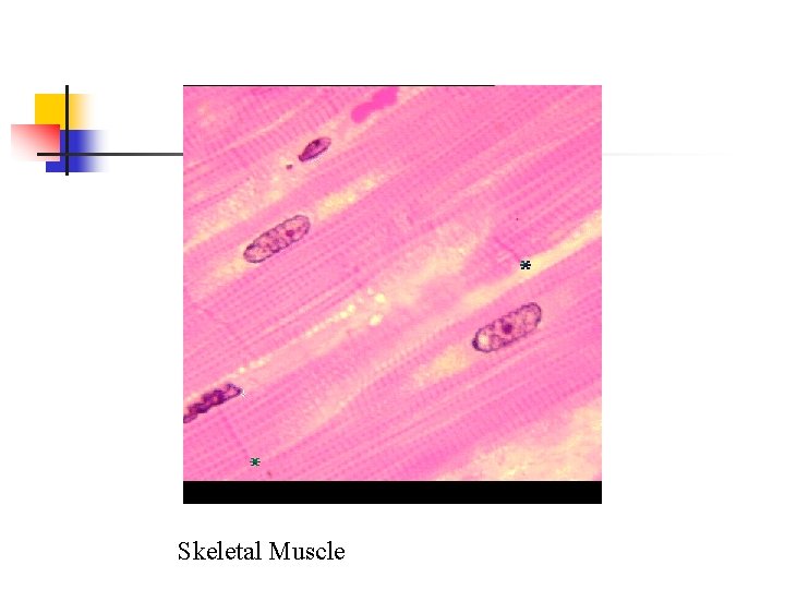 Skeletal Muscle 