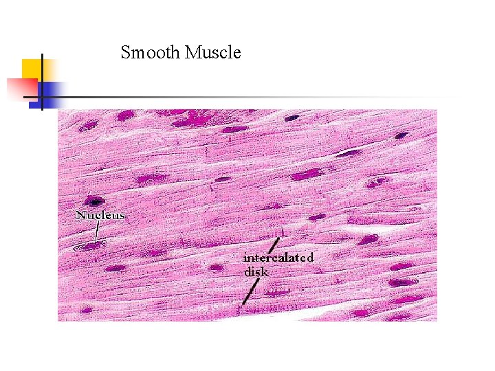 Smooth Muscle 