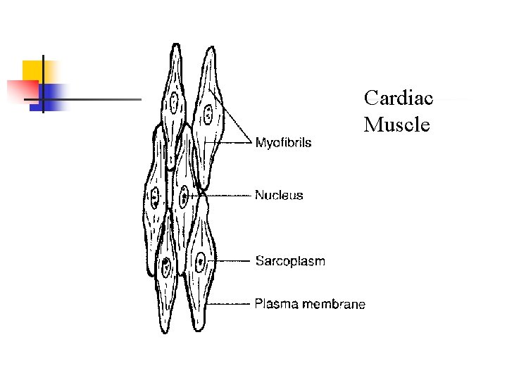 Cardiac Muscle 