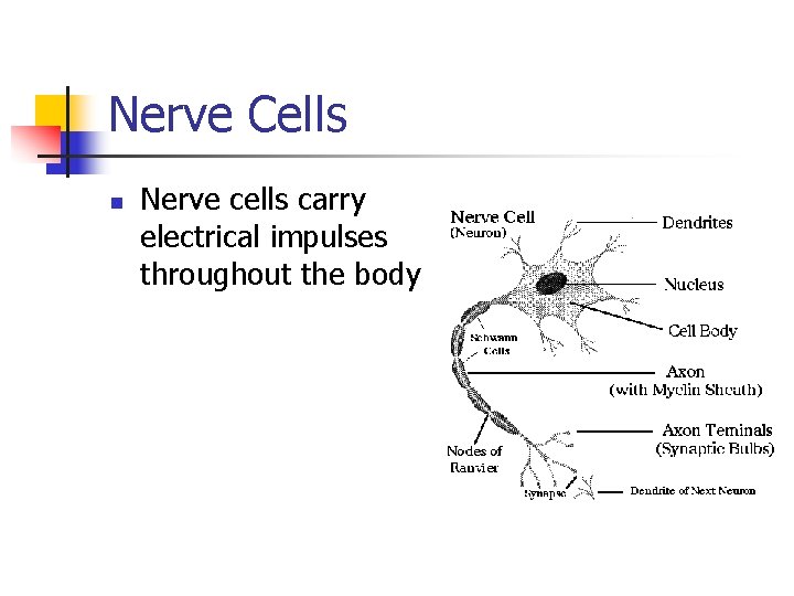 Nerve Cells n Nerve cells carry electrical impulses throughout the body 