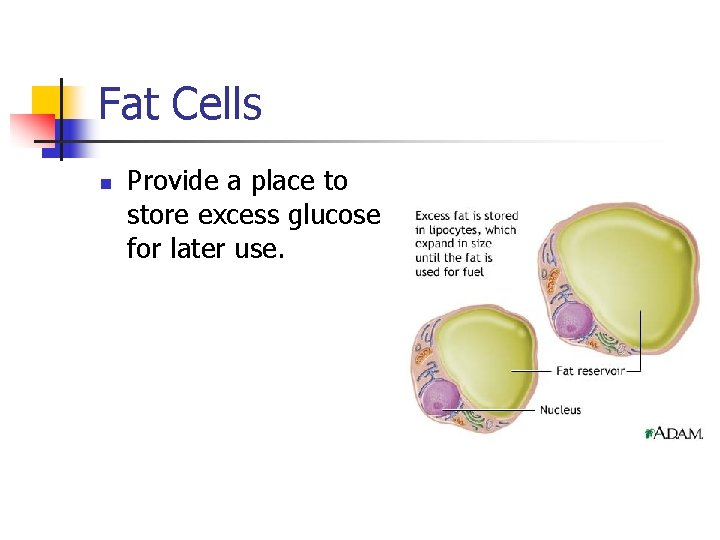 Fat Cells n Provide a place to store excess glucose for later use. 