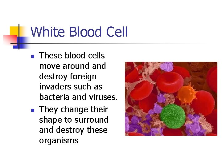 White Blood Cell n n These blood cells move around and destroy foreign invaders