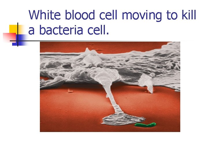 White blood cell moving to kill a bacteria cell. 