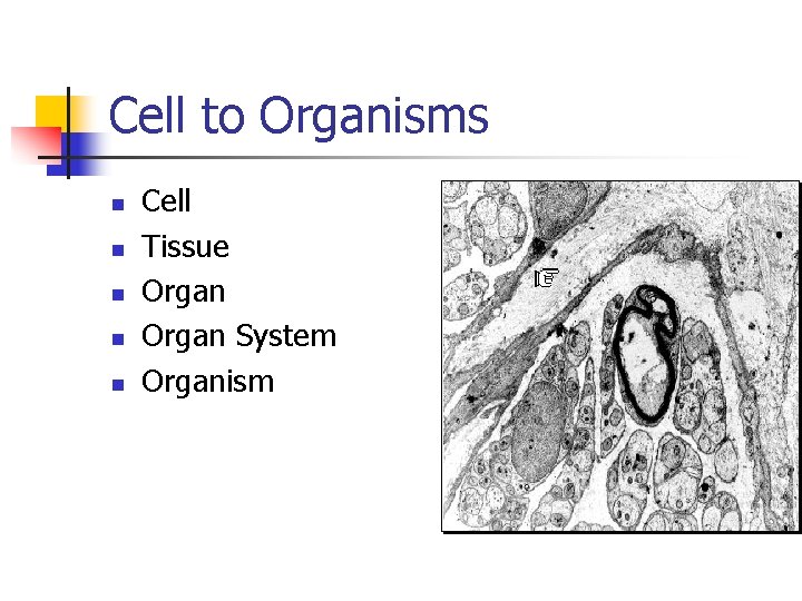 Cell to Organisms n n n Cell Tissue Organ System Organism 