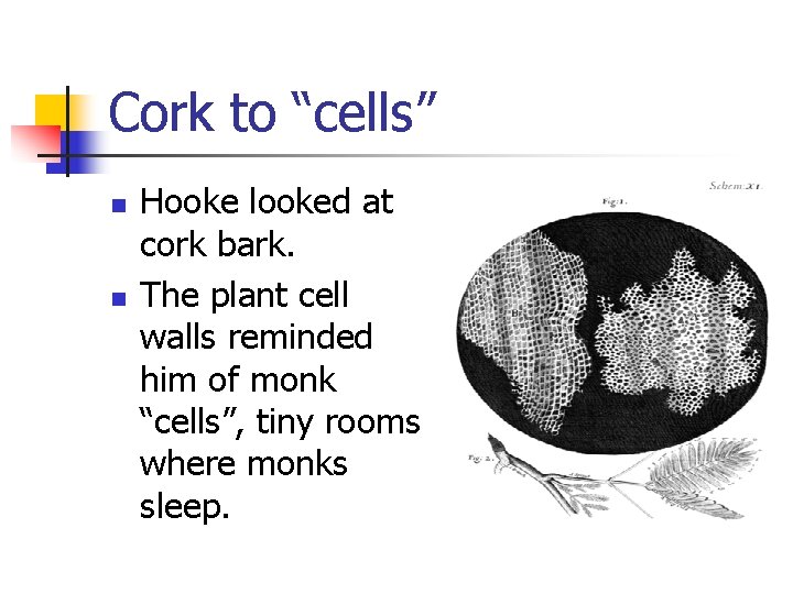 Cork to “cells” n n Hooke looked at cork bark. The plant cell walls