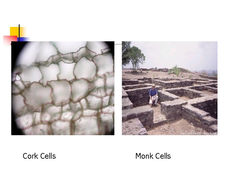 Cork Cells Monk Cells 