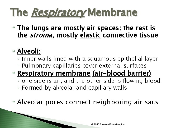 The Respiratory Membrane The lungs are mostly air spaces; the rest is the stroma,