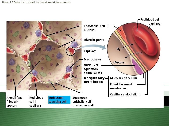 Figure 13. 6 Anatomy of the respiratory membrane (air-blood barrier). Red blood cell Capillary