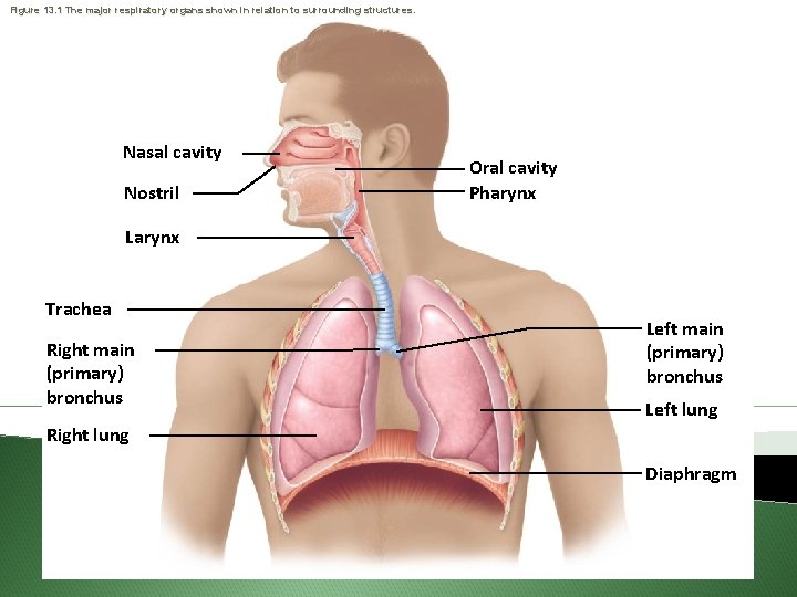 Figure 13. 1 The major respiratory organs shown in relation to surrounding structures. Nasal