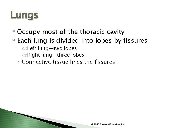 Lungs Occupy most of the thoracic cavity Each lung is divided into lobes by