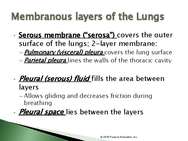 Membranous layers of the Lungs • Serous membrane (“serosa”) covers the outer surface of