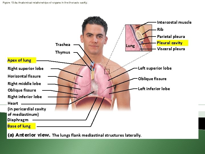Figure 13. 4 a Anatomical relationships of organs in the thoracic cavity. Intercostal muscle
