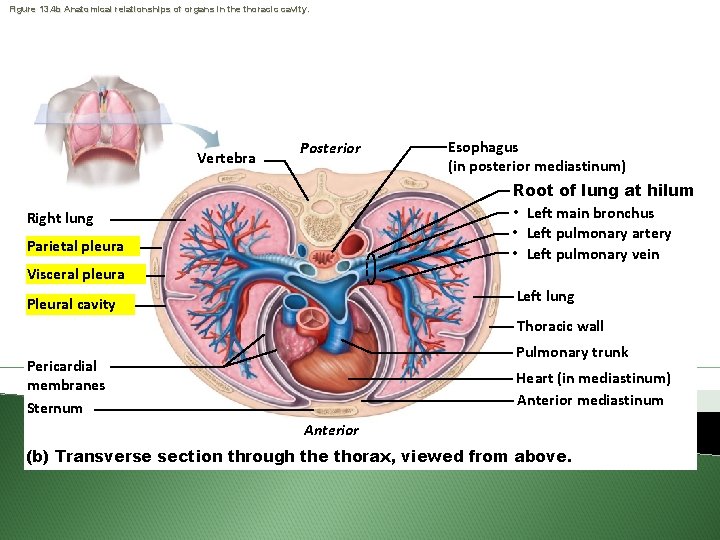 Figure 13. 4 b Anatomical relationships of organs in the thoracic cavity. Vertebra Posterior